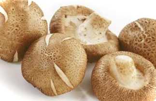 Гриби шиітаке фото, як ростуть, розведення в домашніх умовах