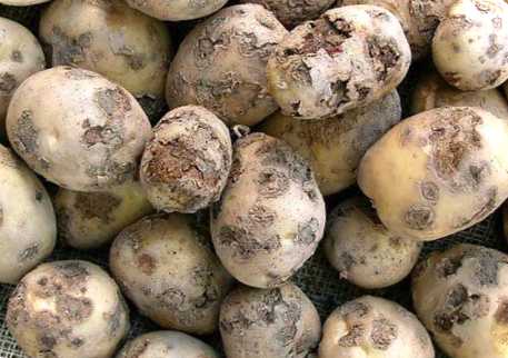 Парша на картоплі – що це таке і як з нею боротися
