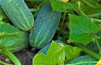 Що можна приготувати з огірків, що переросли на зиму? Рецепти заготовок