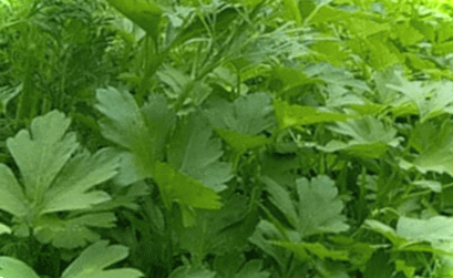 Петрушка - вирощування з насіння та догляд у відкритому ґрунті. Коли садити петрушку у 2019 році на розсаду