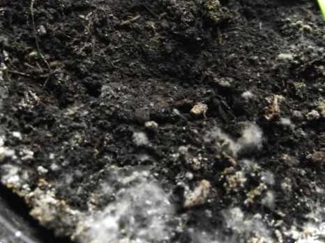 Біла пліснява на землі в теплиці що робити і як позбутися?