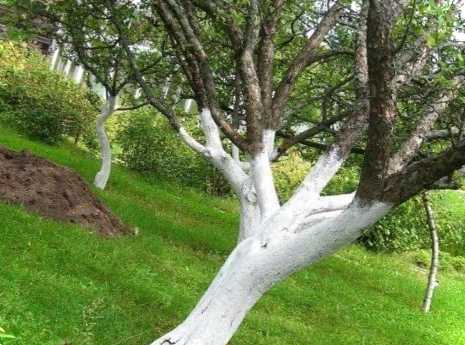 Побілка дерев у саду - для чого вона потрібна і терміни