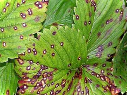 Червоне листя на полуниці причина, ніж лікувати? Огляд найпоширеніших причин