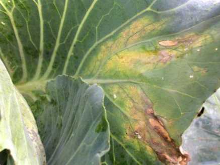 Чому у капусти жовтіє нижнє листя що робити, ніж полити