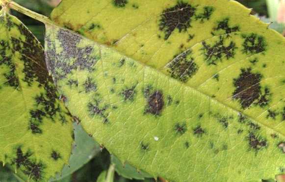 Чорніють живці і листя у троянд, ніж лікувати кімнатні сорти і при укоріненні