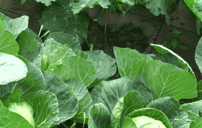 Підживлення капусти у відкритому ґрунті коли та які добрива використовувати