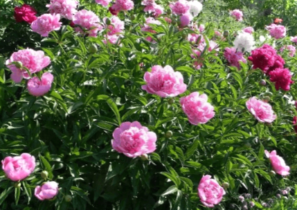 Підживлення півонії навесні та влітку для пишного цвітіння