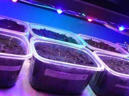 Підсвічування розсади в домашніх умовах