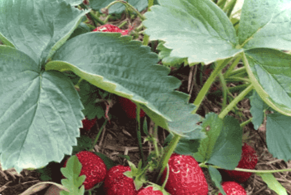 Як правильно посадити полуницю восени у відкритий ґрунт