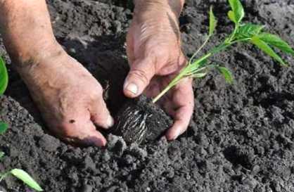Посадка розсади у відкритому ґрунті у травні, коли і які насіння садити
