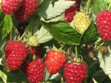 Найкращий час для обрізання ремонтантної малини