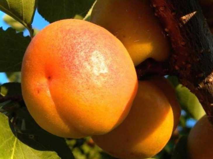 Що робити, коли підмерз абрикос найкращі поради щодо догляду за деревом