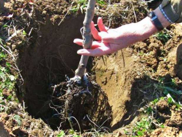 Як правильно посадити грушу основні правила та рекомендації