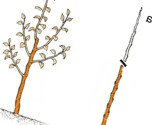 Добірка найефективніших порад щодо формування крони груші