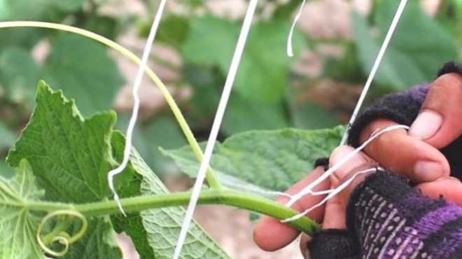 Як краще підв'язати огірки у відкритому ґрунті та у парнику з дугами?