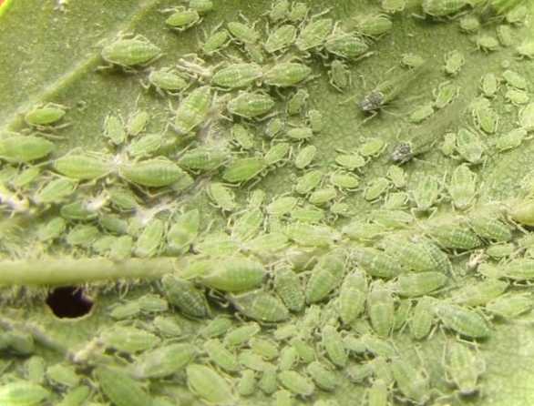 Відповіді на питання, що часто ставляться - Біотлін коли можна їсти плоди після обробки?