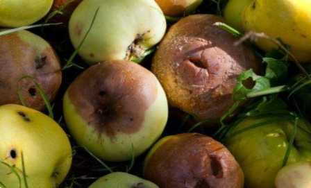 Перегній із яблук чи можна удобрювати город гнилими яблуками