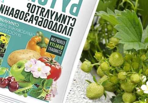 Що таке Бутон? Докладний огляд добрива для квітів склад, особливості, інструкція з використання