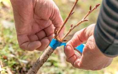 Щеплення яблуні в серпні основні правила та корисні поради