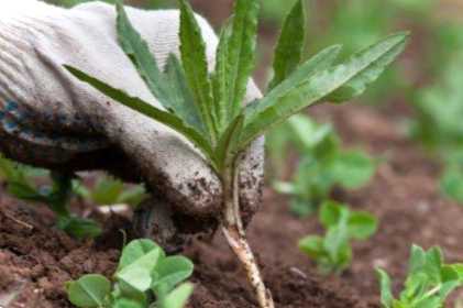 Захист урожаю чим обробляти овочі на присадибних ділянках