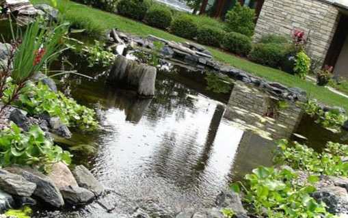 Як ушляхетнити ставок на ділянці та зміцнити його береги за допомогою рослин