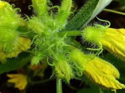 Пустоцвіт на огірках - причини і що робити