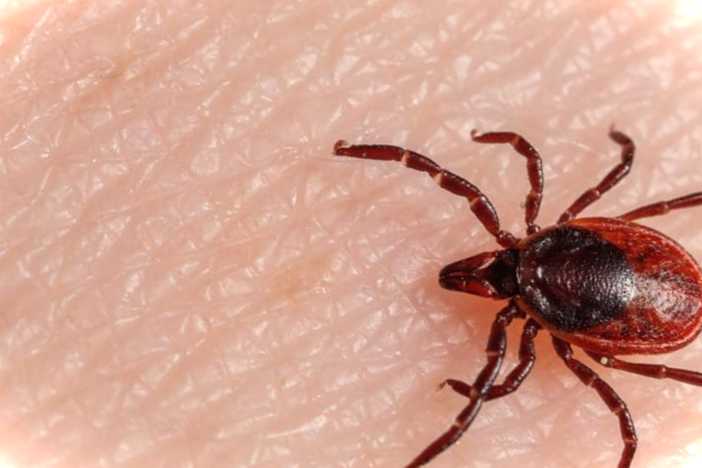 Яким засобом обробити ділянку від кліщів спеціальна отрута