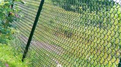 Паркан із сітки рабиці фото, гарні приклади та дешеві варіанти