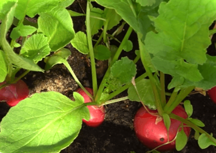 Редиска - вирощування та догляд у відкритому грунті та домашніх умовах