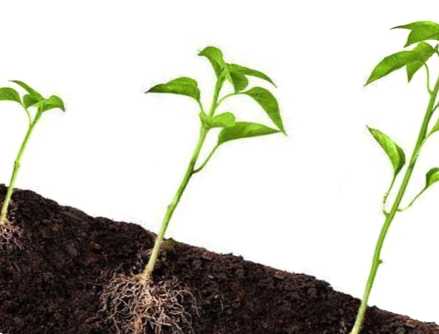 Корисні властивості та роль фітогормонів у розвитку рослин на дачі