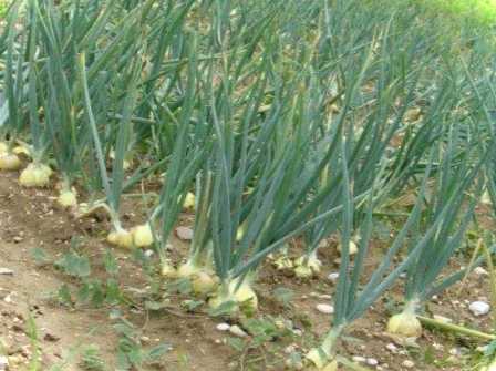 Термін придатності насіння цибулі чорнушки як зберегти цибулю до весни