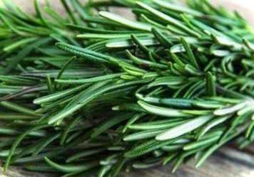 Де взяти розмарин як посадити і виростити прянощі в домашніх умовах