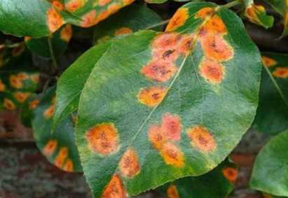 Грибні захворювання, як їх позбутися, фото уражених рослин