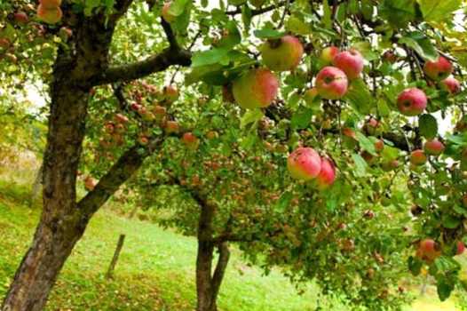 Плодові дерева на маленькій ділянці 6 соток, які варто посадити