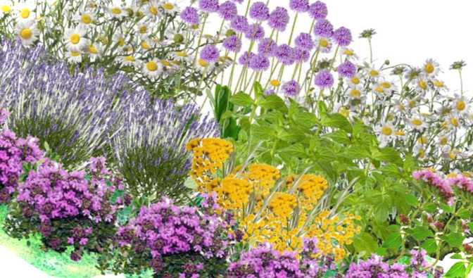 Як виглядає клумба із пряних трав? Підбираємо рослини для посадки