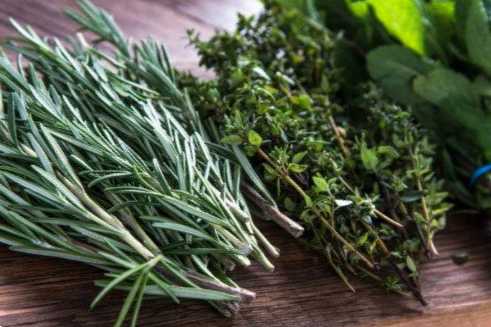 Трави для приправ які бувають пряні трави і як їх вирощувати