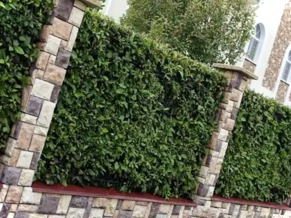 Забір з плющу переваги, недоліки та корисні властивості рослини