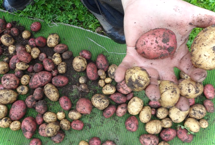 Куди покласти невелику картоплю? Чи можна додати його до компосту?