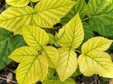 Хлороз листя малини і що робити з нестачею заліза лікування навесні та влітку