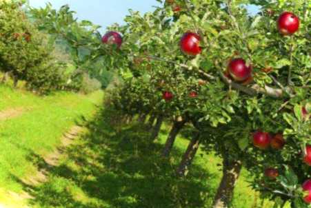 Як позбавитися від мурах і попелиці засіб від шкідників дерев