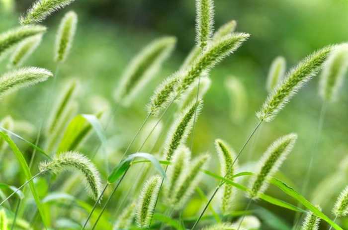 Злакові трави фото і назви кожної рослини для садівників-початківців