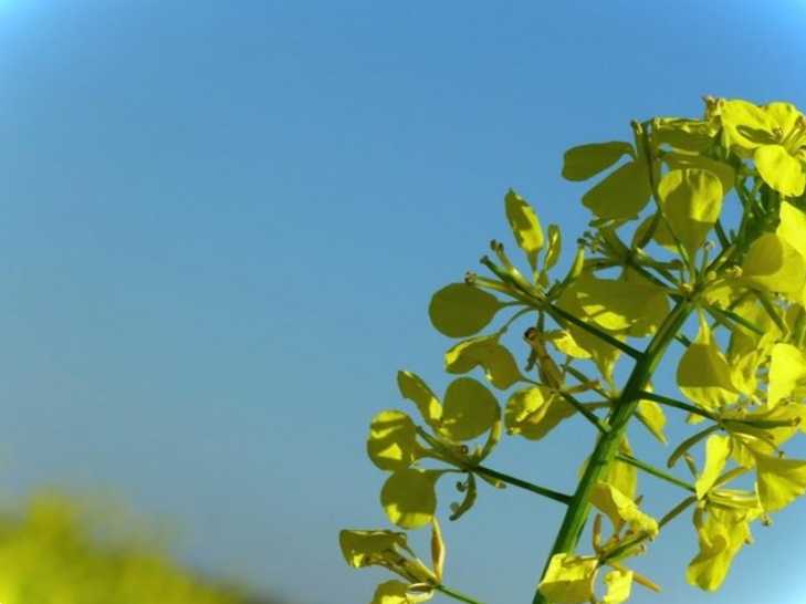 Корисні властивості гірчиці для городу навіщо потрібна і як застосовувати?