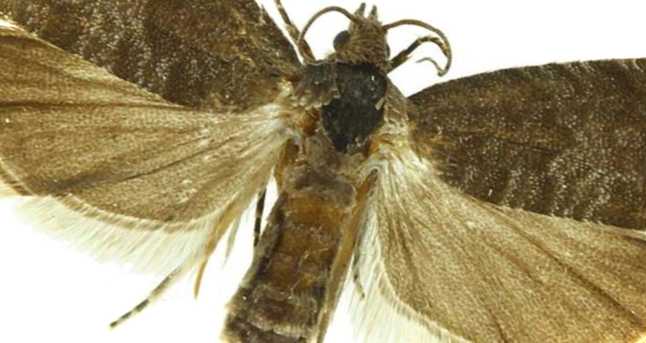 Захист яблуні від плодожерки, що це таке і як з ними боротися?