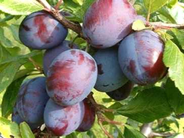 Все про вирощування та догляд за сливовим деревом найкращі рекомендації