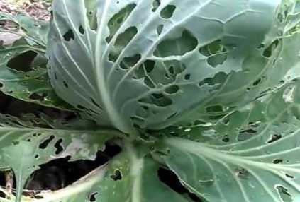 Як позбутися слимаків на городі? Народні засоби боротьби зі слимаками