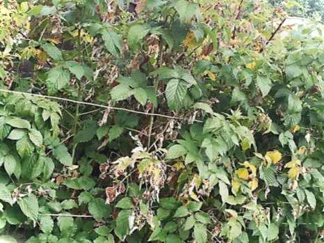 Що робити, якщо кущі малини засихають і ламаються перевірені поради щодо догляду за малиною