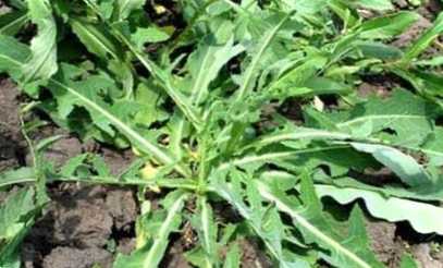 Як боротися з бур'янами на городі - найкращі методи та засоби