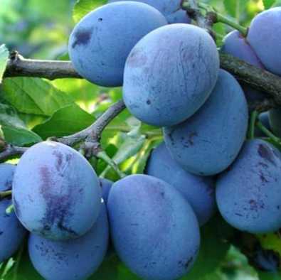 Особливості обрізання сливи восени коли і як правильно обрізати зливу