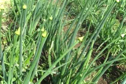 Чому цибуля йде в стрілку і що робити якщо цибуля стрілюється