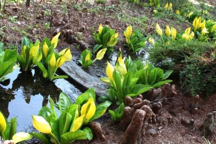 Заболочена, сира ділянка на дачі що робити, як осушити